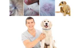 Glad hundägare visar lopphalsbandets effektiva skydd mot hudirritation – smart val med namnbricka hund.