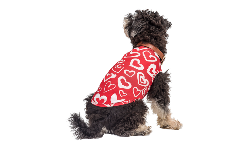 Hund som bär en röd Alla hjärtans dag-väst med röda och vita hjärtan, designad som en festlig och stilfull outfit.
