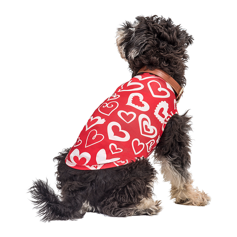 Outfit för Alla-hjärtans-dag hundväst Hund som bär en röd Alla hjärtans dag-väst med röda och vita hjärtan, designad som en festlig och stilfull outfit.