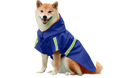 Shiba Inu i en vattentät blå regnjacka med reflexer och enkla remmar, för promenader i regnigt väder.