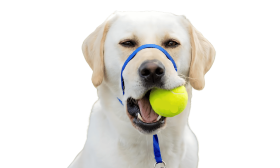 Blått anti-drag hundhuvudsele med justerbar svart rem och vadderad nosögla, för promenader utan drag, storlek stor.