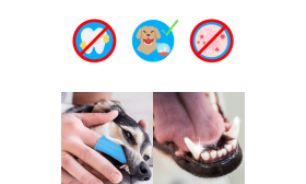 360º Fingertandborste i Silikon för Hundar